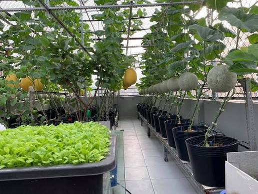 Thiết kế thi công tưới nhỏ giọt nhà anh Minh
